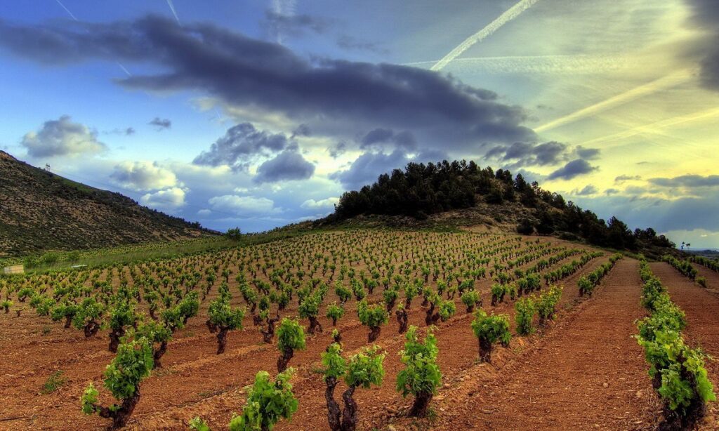 La Guía Peñín otorga por primera vez 100 puntos a cuatro vinos españoles