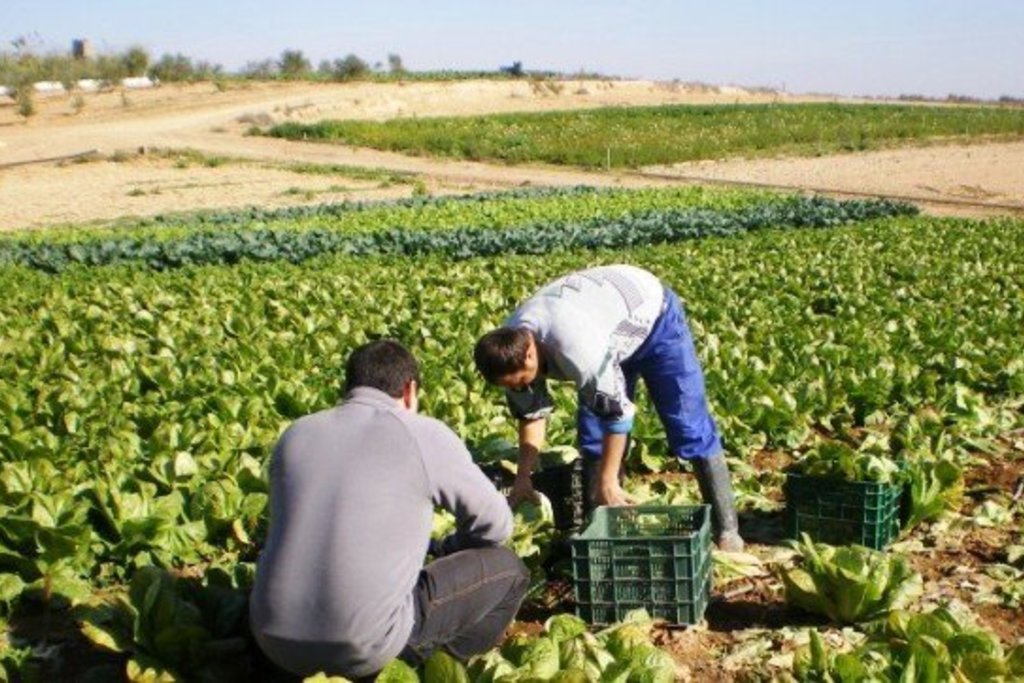 Andalucía lanza un plan de 130 millones de euros para atraer a jóvenes menores de 40 años al campo.