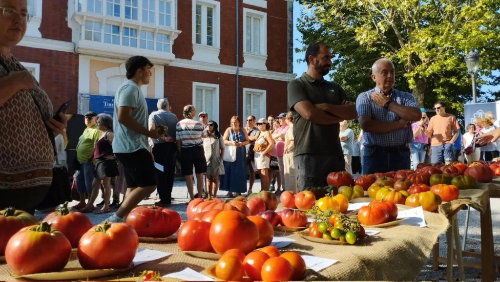 El mejor tomate antiguo de España lo cultiva una asociación de agricultura ecológica en Zaragoza.