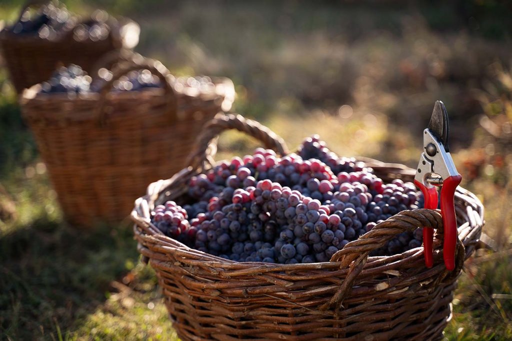 Tres planes en torno al vino al aire libre para celebrar la vendimia.