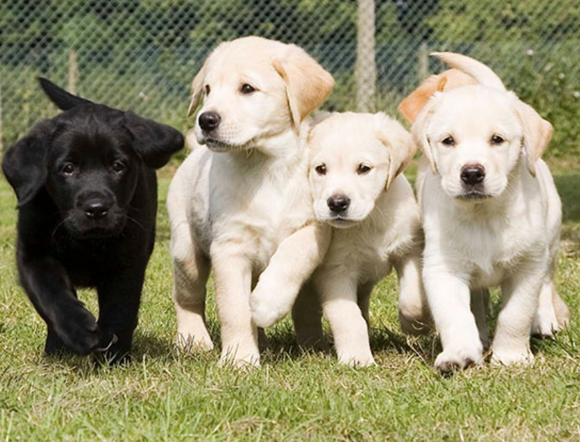 Ya no es posible adquirir perros en tiendas de mascotas: los nuevos lugares donde podrás encontrarlos ahora.