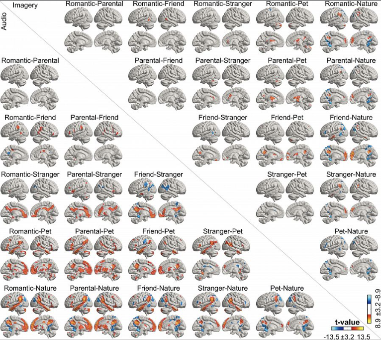 La neurociencia del amor: cómo responde tu cerebro al querer a tus padres, pareja o mascota.